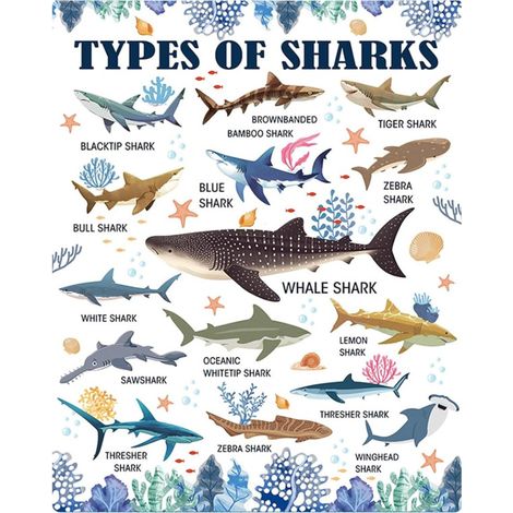 Couverture requin, cadeau pour garçons et filles, cadeau requin pour enfants, cadeau poisson pour femmes et hommes, cadeau de Noël ou de Thanksgiving (127 x 152 cm). (1/5)