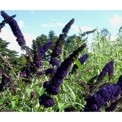 PIANTA DI BUDDLEJA IN VASO 18 CM ALBERO DELLA FARFALLA (foto reale) colori mix-VIOLA OLANDA