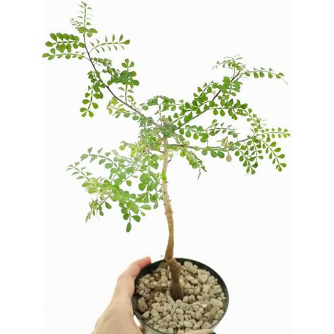Operculicarya decaryi Arbre à éléphant, Jabily Vase 17 Plante Photos Royales
