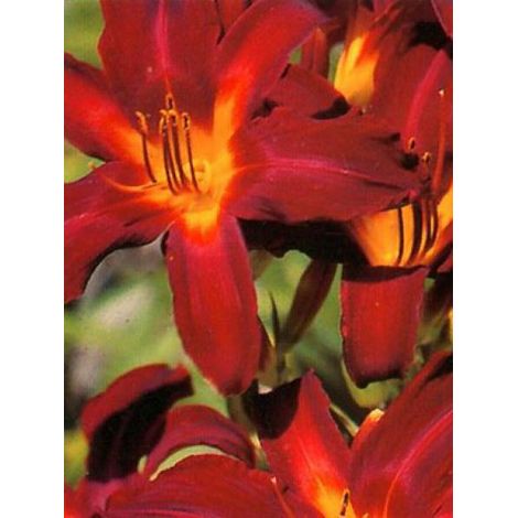 Lis d'un jour, Hémérocalle 'Crimson Pirate' Pot de 2L/3L (1/2)