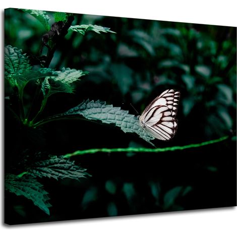 Leinwanddruck Natur Schmetterling auf einem Blatt 100x80