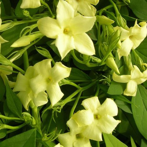 Jasmin blanc Clotted Cream® 'Devon Cream'/Pot de 3L - Echelle bambou 60/120 cm (1/4)
