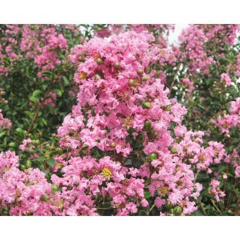 LAGERSTROEMIA INDICA ROSA VASO 18CM