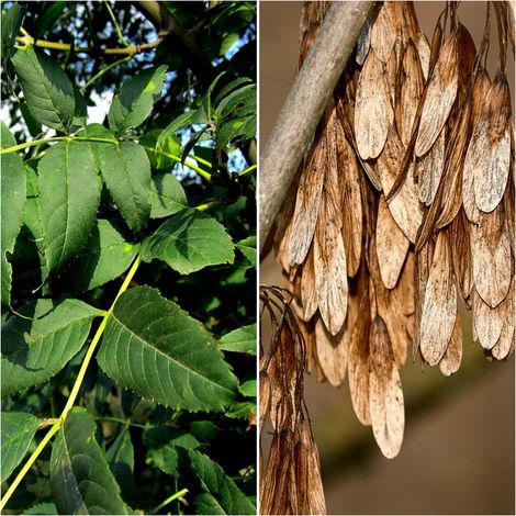Semillas de Fresno Com�n. Fraxinus Excelsior. 50 Gramos