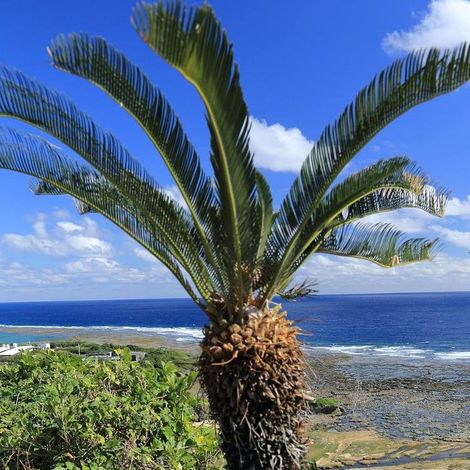 Cycas du Japon/Pot de 15L - 60/80 cm (1/4)