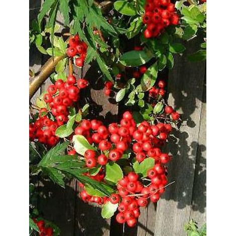 Buisson ardent 'Red Column' Pot de 2L/3L (1/3)