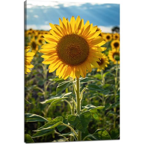 Leinwanddruck Botanik Sonnenblumenfeld 40x60