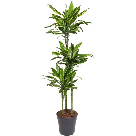 Dragonnier Dracaena Golden Coast - Plante d'Intérieur Bicolore - Vert et Jaune - 150 cm - Ø24 cm - PANGIVO (1/4)