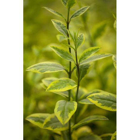 Goldliguster 'Aureum' Ligustrum ovalifolium 'Aureum' Sta C 7,5 Krone mehrj. Sth. 80- (1/5)