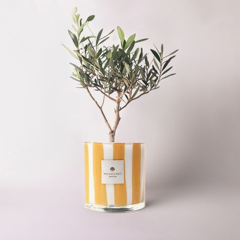 Olivo in vaso di vetro artigianale decorativo Millerighe H 15 - Arancione