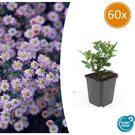 Lot de 60 Aster ageratoides 'Stardust' Plantes Vivaces Fleurs Blanches Automne Ø9cm H10-25cm - PANGIVO (1/5)
