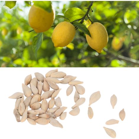 50 graines de citronniers comestibles en pot pour les légumes du potager (1/5)