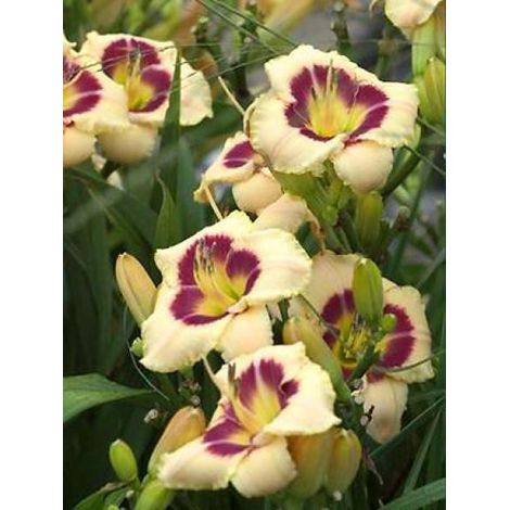 Lis d'un jour, Hémérocalle 'Custard Candy' Godet de 8/9 cm