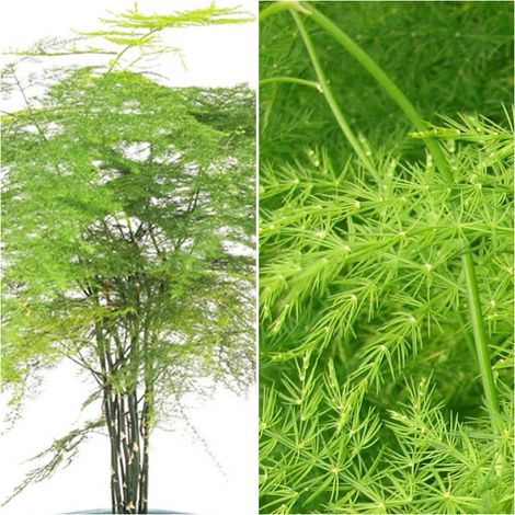 Planta Esparraguera Plumosa de los Floristas. 50 Cm
