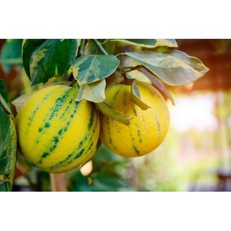 Gardenaria Arancio Variegato - Citrus sinensis 'Variegata' - Pianta di agrume da frutto in vaso - Altezza: 70/80 cm (vaso 22) (1/3)