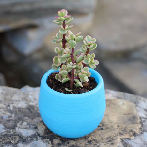 Pot de Fleurs Miniature en Plastique pour Semis et Succulentes - Idéal pour Balcon, Jardin ou Cour (1/2)