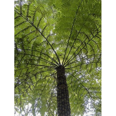 Fougère arborescente Pot de 2L/3L