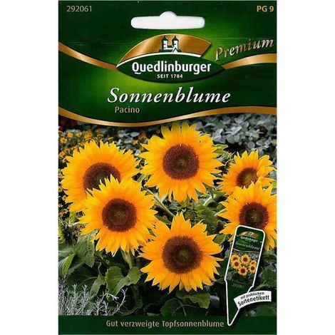 Quedlinburger Sonnenblume Topfsorte Pacino - Blumensamen (1/2)