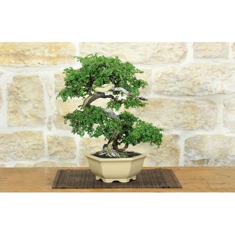 Bonsai di Zelkova Parvifolia (11). (1/5)