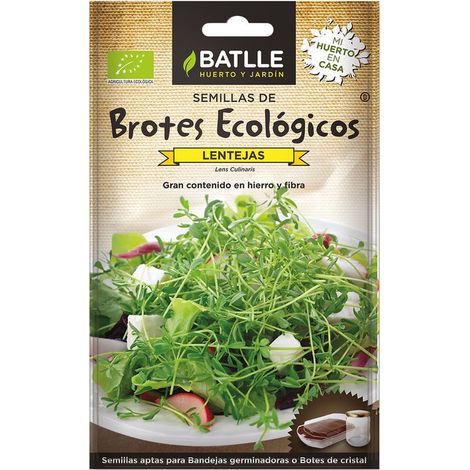 Semences de lentilles pour la germination