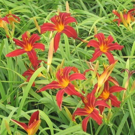 4 x Lis d'un jour - Hemerocallis 'Crimson Pirate' - godet 9x9