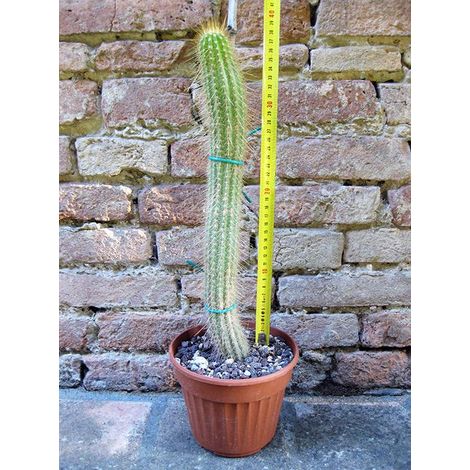 Trichocereus huascha 40 cm, cactus, pianta grassa