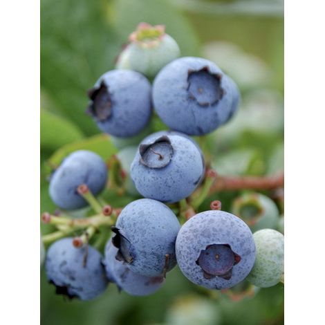 Myrtille d'Amérique 'Blue Gold' Pot de 1,5L/2L, Buisson