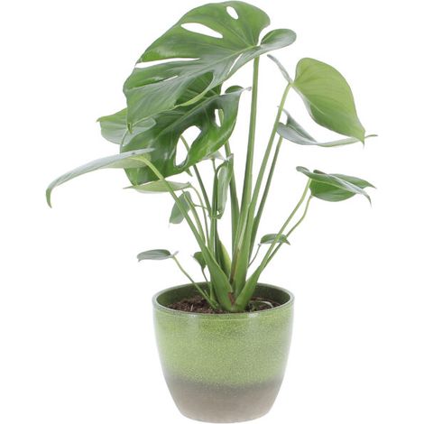 Monstera Deliciosa con Vaso in Ceramica Flora - H 45-55 cm Vaso da Coltura Ø 14 cm