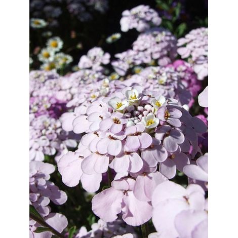 Corbeille d'argent, Thlaspi 'Pink Ice'® Godet de 8/9 cm (1/4)