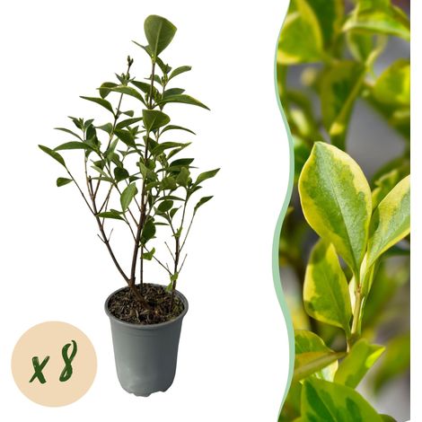 Troène de Californie Doré Ligustrum Aureum Haie Persistante Lot de 8 Plantes Pot 9 cm 35-40 cm - PANGIVO (1/5)