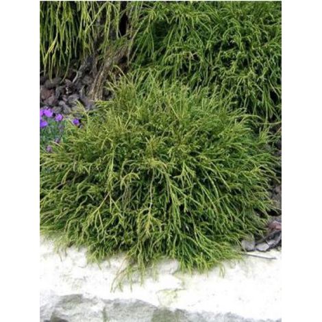 Cyprès Sawara 'Filifera Nana' Pot de 2L/3L (1/2)