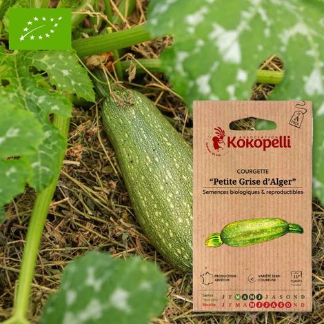 Courgette Petite Grise d'Alger- Graines bio à semer (1/2)