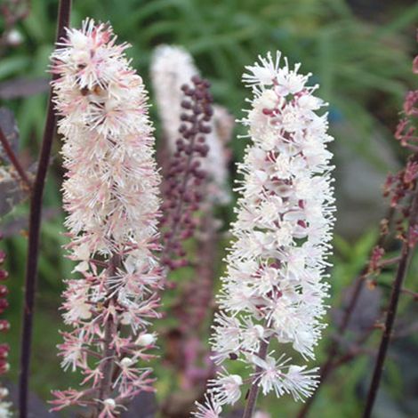 4 x Bugbane  - Actaea simplex 'Pink Spike'  - godet 9x9 cm