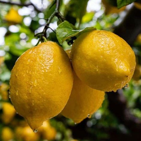 PIANTA DI LIMONE 4 STAGIONI NANO in vaso 20 (foto reali)