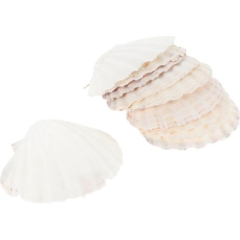 10 pièces Grand Plat Coquille de Naturelle pour Décoration DIY et pour Événements Cuisine et Artisanat (1/5)