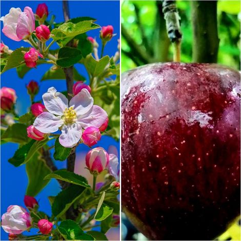 Planta Frutal Manzano Early. Manzana Rojo Intenso. 80 - 100 Cm