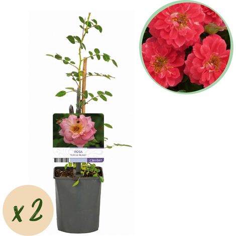 Rosier Grimpant Rosa Salmon Queen Fleurs Rose Saumon Parfumées Lot de 2 Plants Pot 11cm Hauteur 40cm - PANGIVO (1/4)