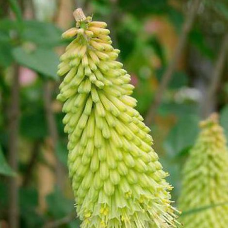 4 x Tritoma  - Kniphofia 'Green Jade'  - godet 9x9 cm