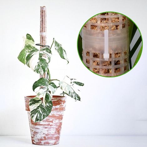 Tuteur en mousse de 25 cm en plastique et fibre de coco, pour plantes grimpantes d'intérieur. (1/5)