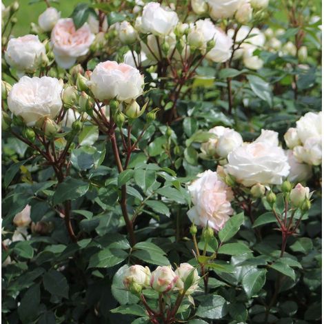 Gardenaria Rosa 'Stephanie Baronin zu Gutenberg' - Rosa da giardino - Altezza: 30/40 cm (vaso22) (1/3)