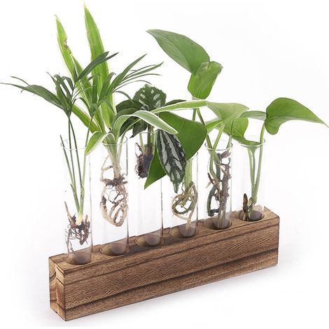 Station de propagation de plantes - Vitrine terrarium en verre avec support bois et 6 tubes mini - Décoration intérieure (1/5)
