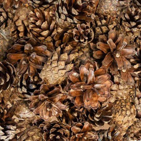 SzySzunie - essiccato naturalmente per pappagalli 300 g (1/3)