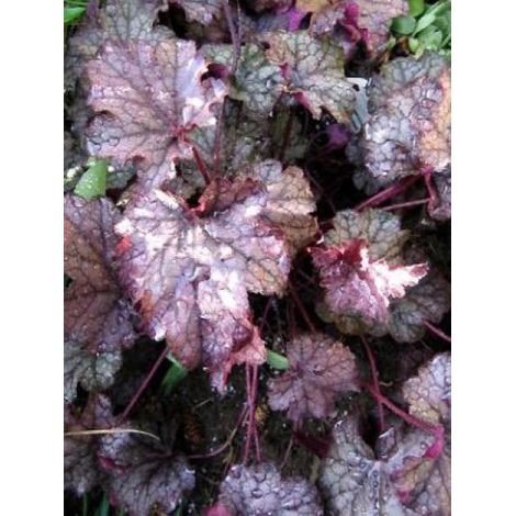 Heuchère 'Amethyst Mist' Godet de 8/9 cm (1/2)