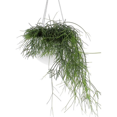 Rhipsalis Baccifera Oasis con Vaso in Ceramica - Piante Pendenti Vere da Interno - Pianta da Appartamento - Vaso Ø 17 cm (1/3)