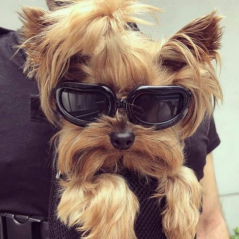 Dog Goggles, Anti-UV Dog Glasses, Pet Glasses with Adjustable Straps for Cats and Small Dogs - Black (1/5)