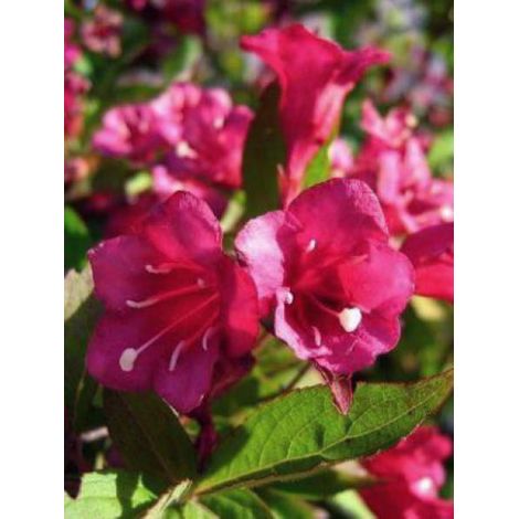Weigela  'Eva Rathke' Pot de 2L/3L