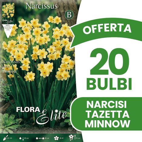 OFFERTA 20 BULBI NARCISO TAZETTA MINNOW BULBI AUTUNNALI BULBS BULBES