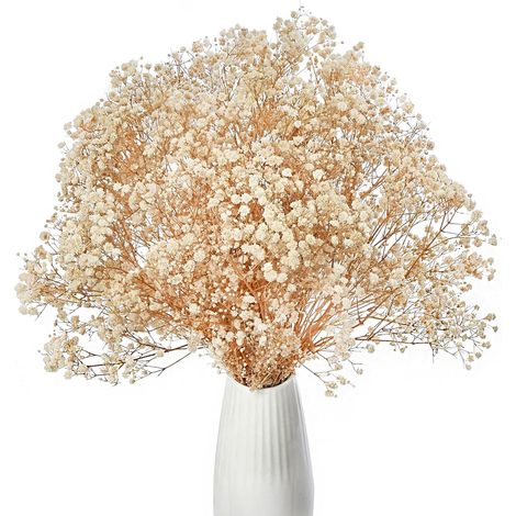 Gypsophila - Fleurs Séchées Naturelles - Blanc Ivoire - 43 cm - Environ 3000 Boutons - Pour Décoration Intérieure, Mariage, Couronne et DIY Floral (1/5)