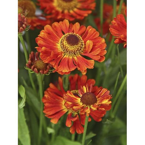 Hélénie 'Ranchera' Godet de 8/9 cm (1/2)