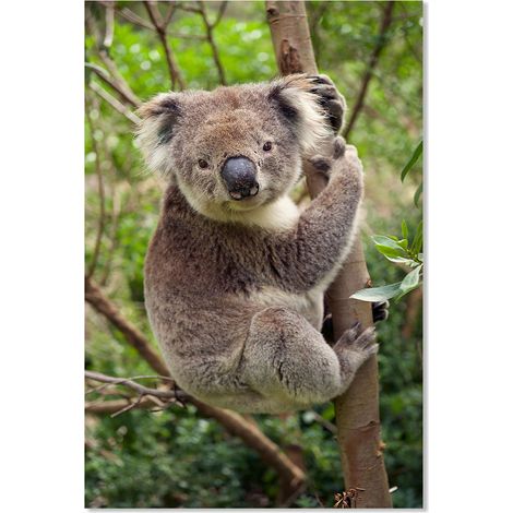 Affiche koala suspendu à sa branche 40x60cm – Impression sur papier d’art 225g – Décoration murale moderne – 100% made in France – Hxadeco